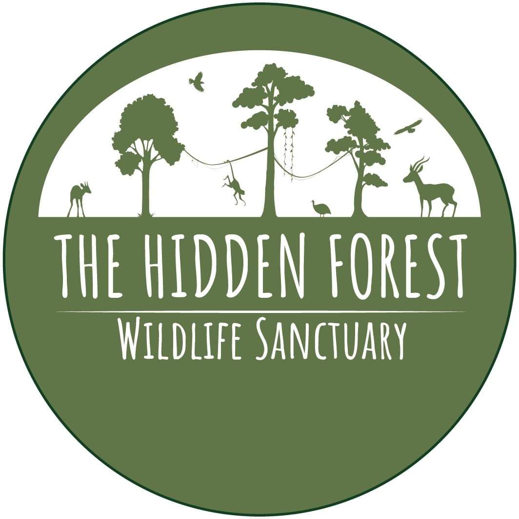 The Hidden Forest Sanctuary